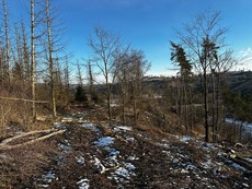 Nabízíme k prodeji les o ploše 11.837 m2…